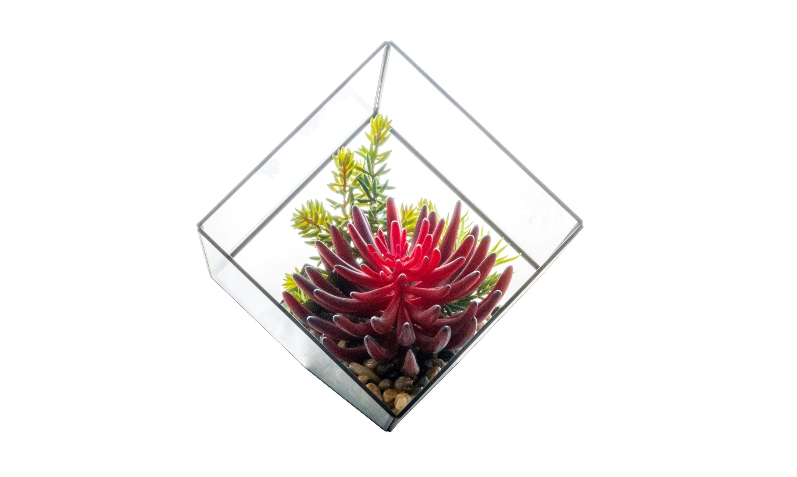 Medium Black Berkley Terrarium Succulent Arrangement  AR1265