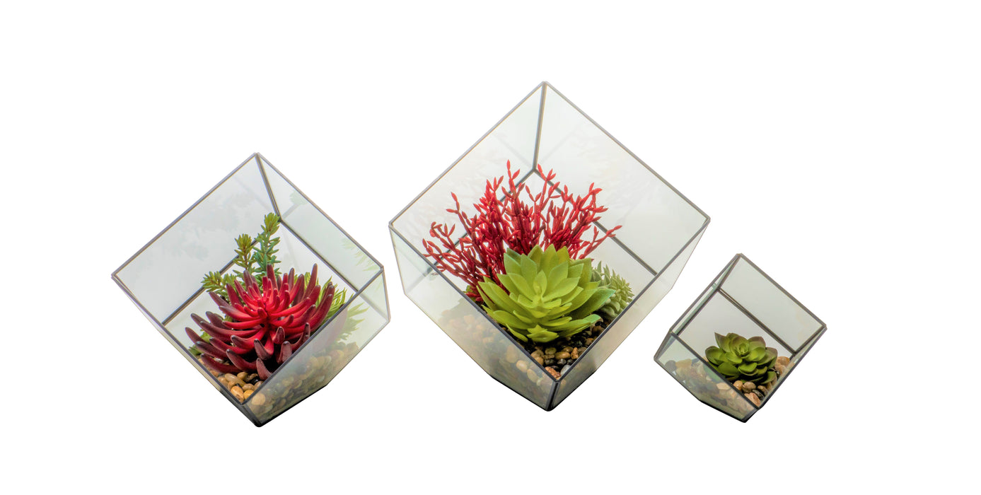 Berkley Terrarium Trio Black Rimmed AR1267