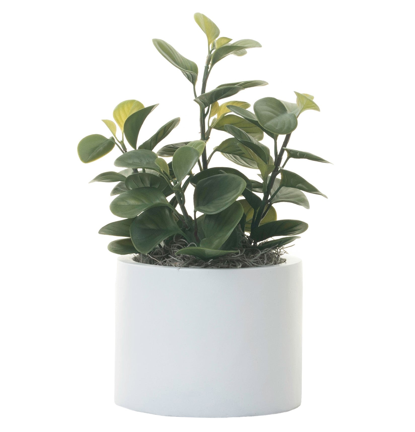 6” Harley Pot with Lily Leaf Plant  AR1282