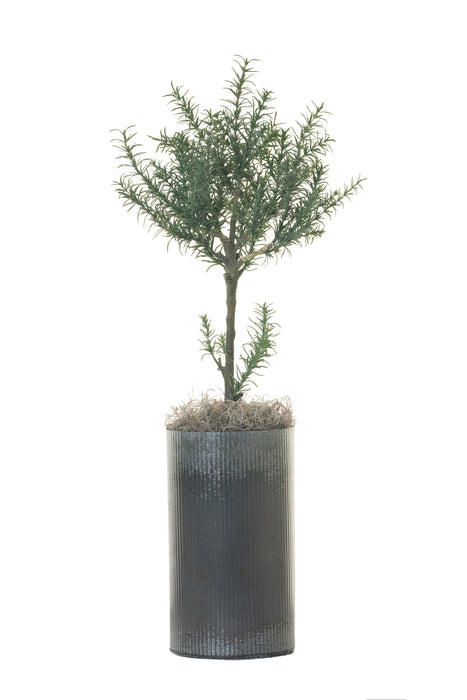 6” Metal Cylinder with Potted Rosemary Topiary AR1287