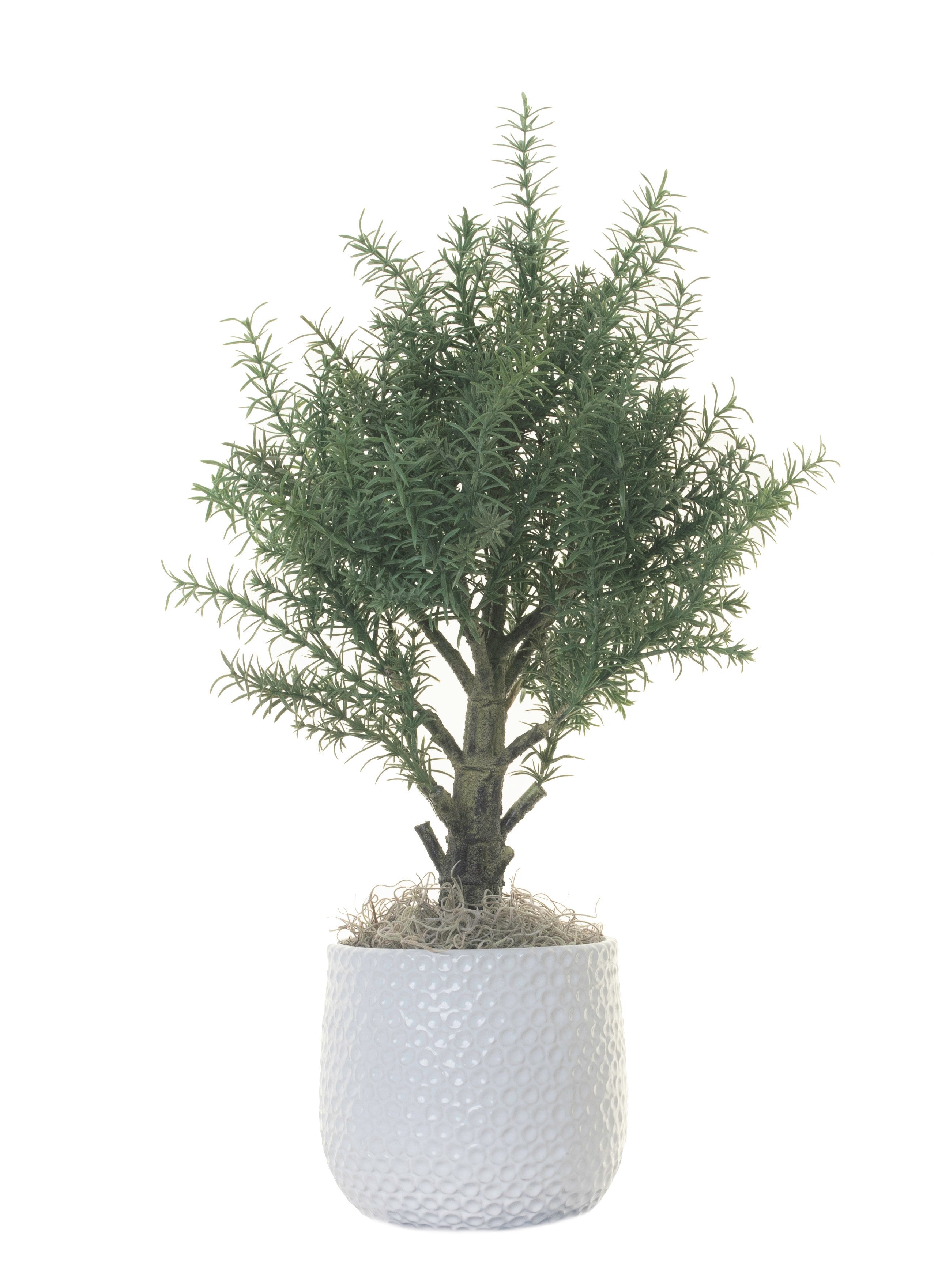 6” Ginny Pot with 26” Potted Rosemary Bush    AR1289