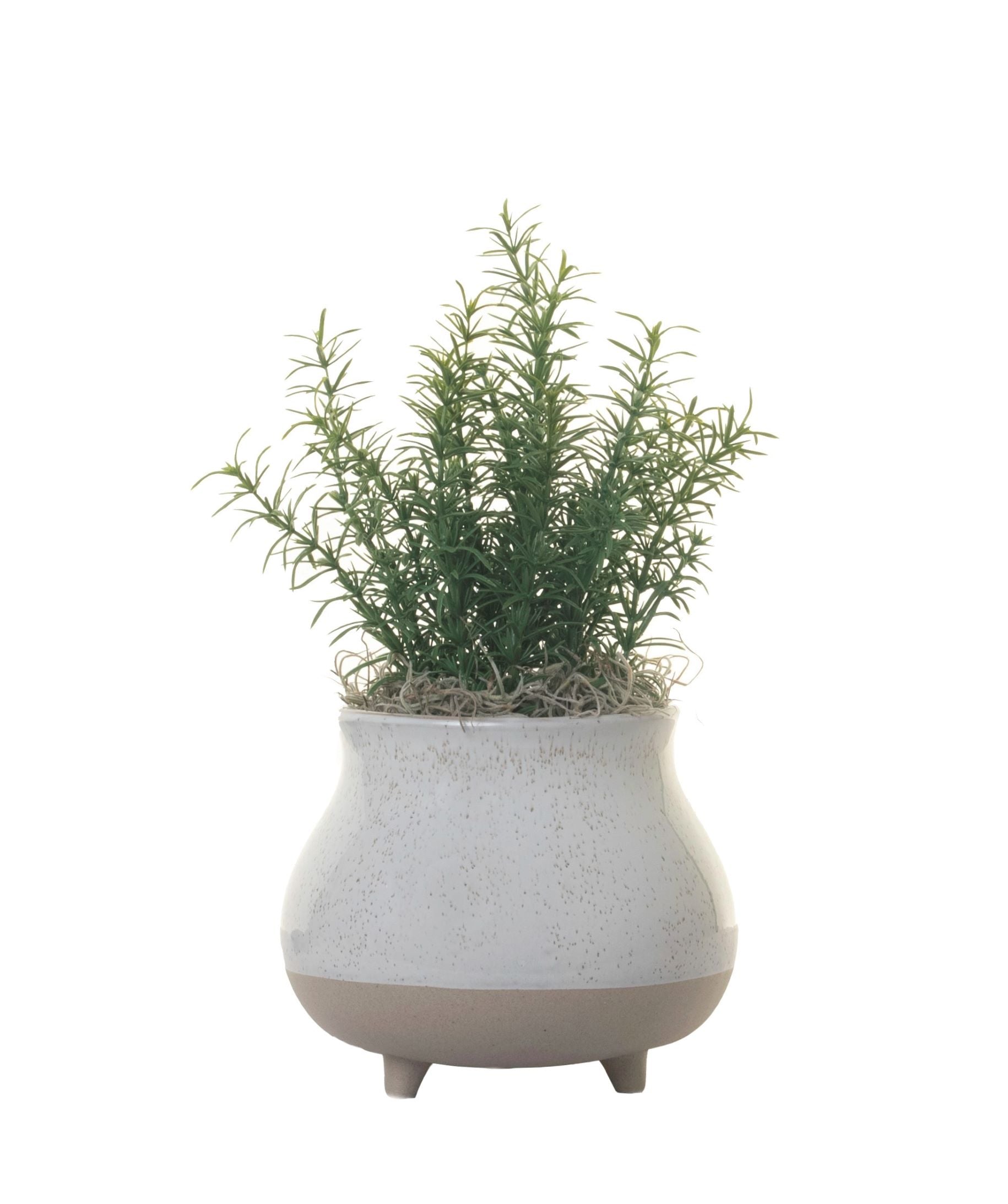 7” Blair Pot with Rosemary  AR1290