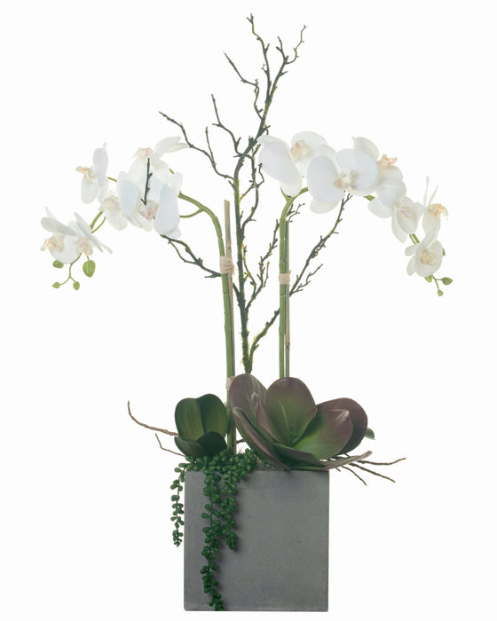 8” Balboa Planter with Orchid Arrangement AR1293