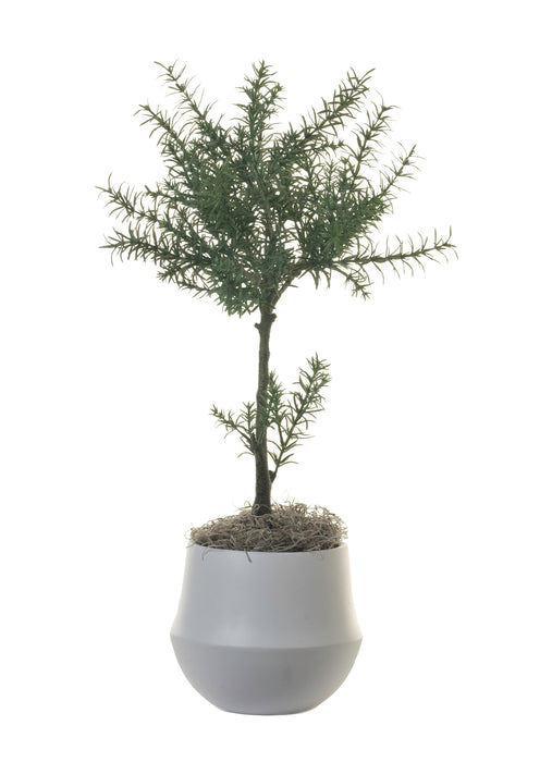 6" London Pot with 21" Potted Rosemary Topiary   AR1316