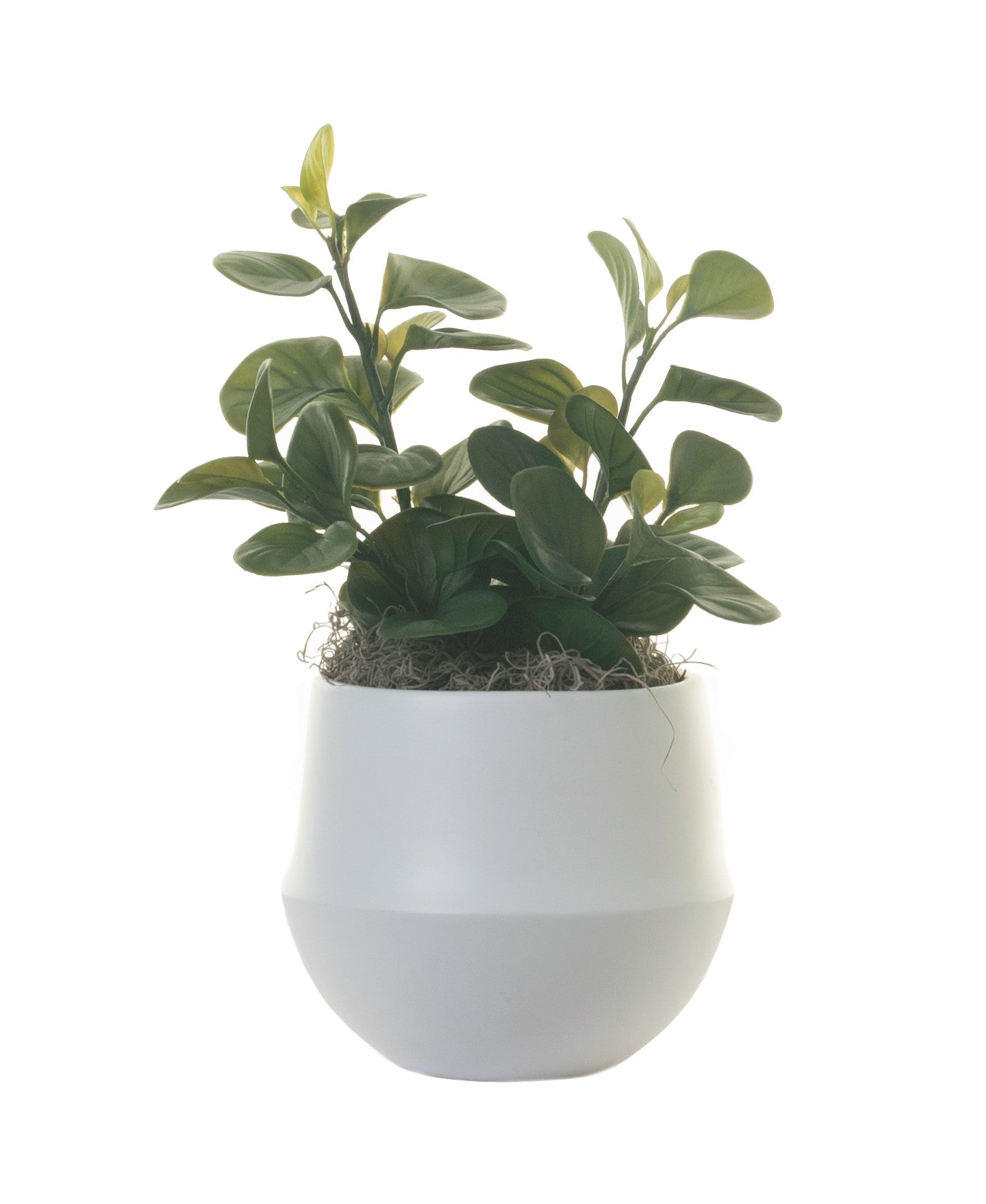 6" London Pot with Lily Leaf Plant  AR1318