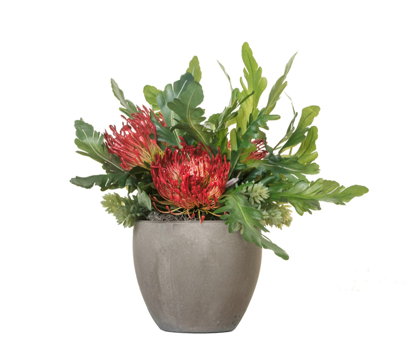 6" Mack Pot Protea and Fern Arrangment AR1323