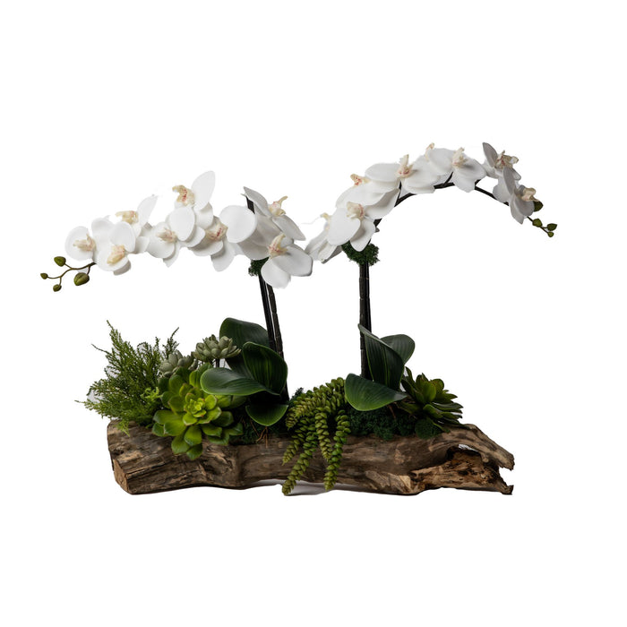 26" Charleston Driftwood with Orchid Arrangement   AR1331