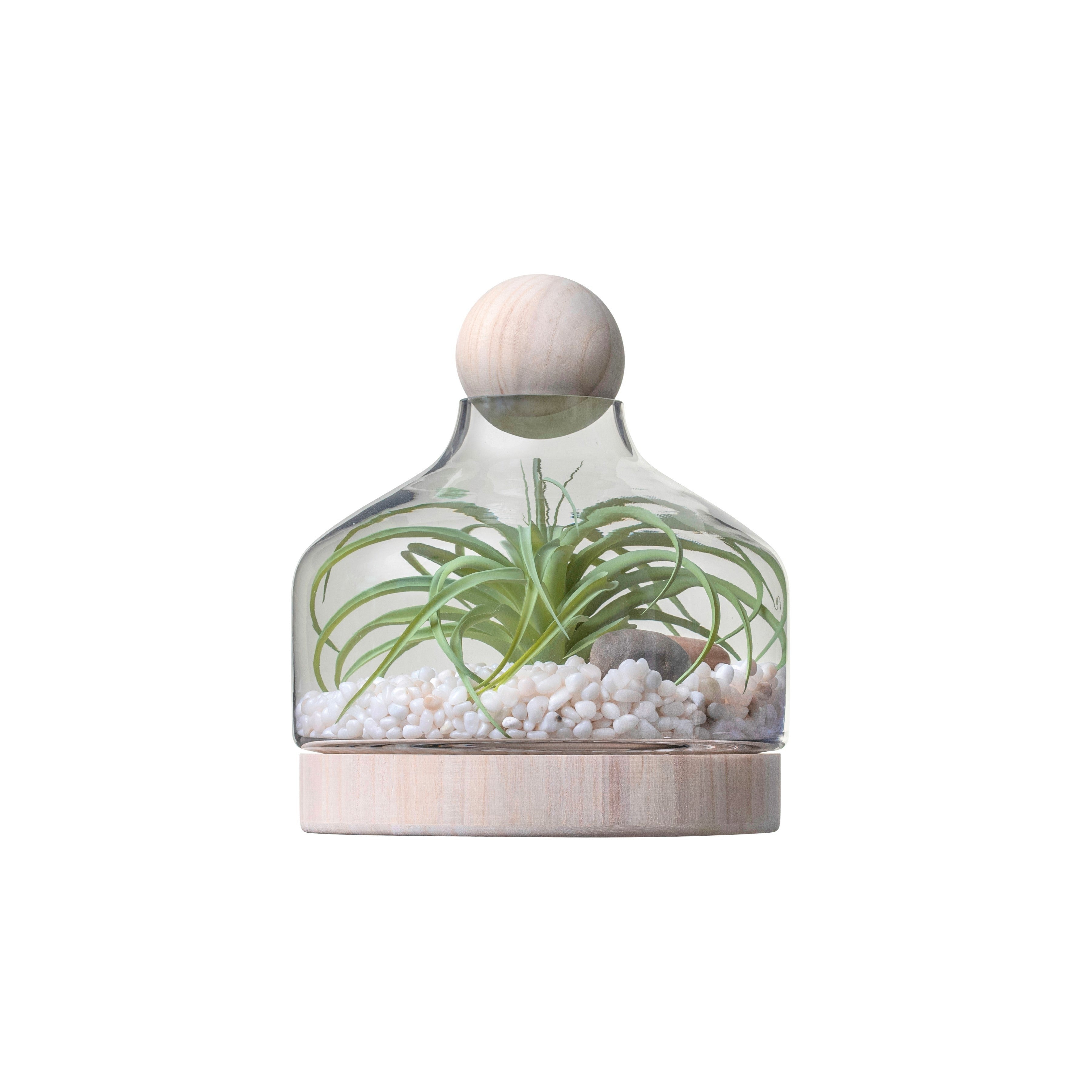 10.5" Chileno Terrarium with Airplant   AR1333