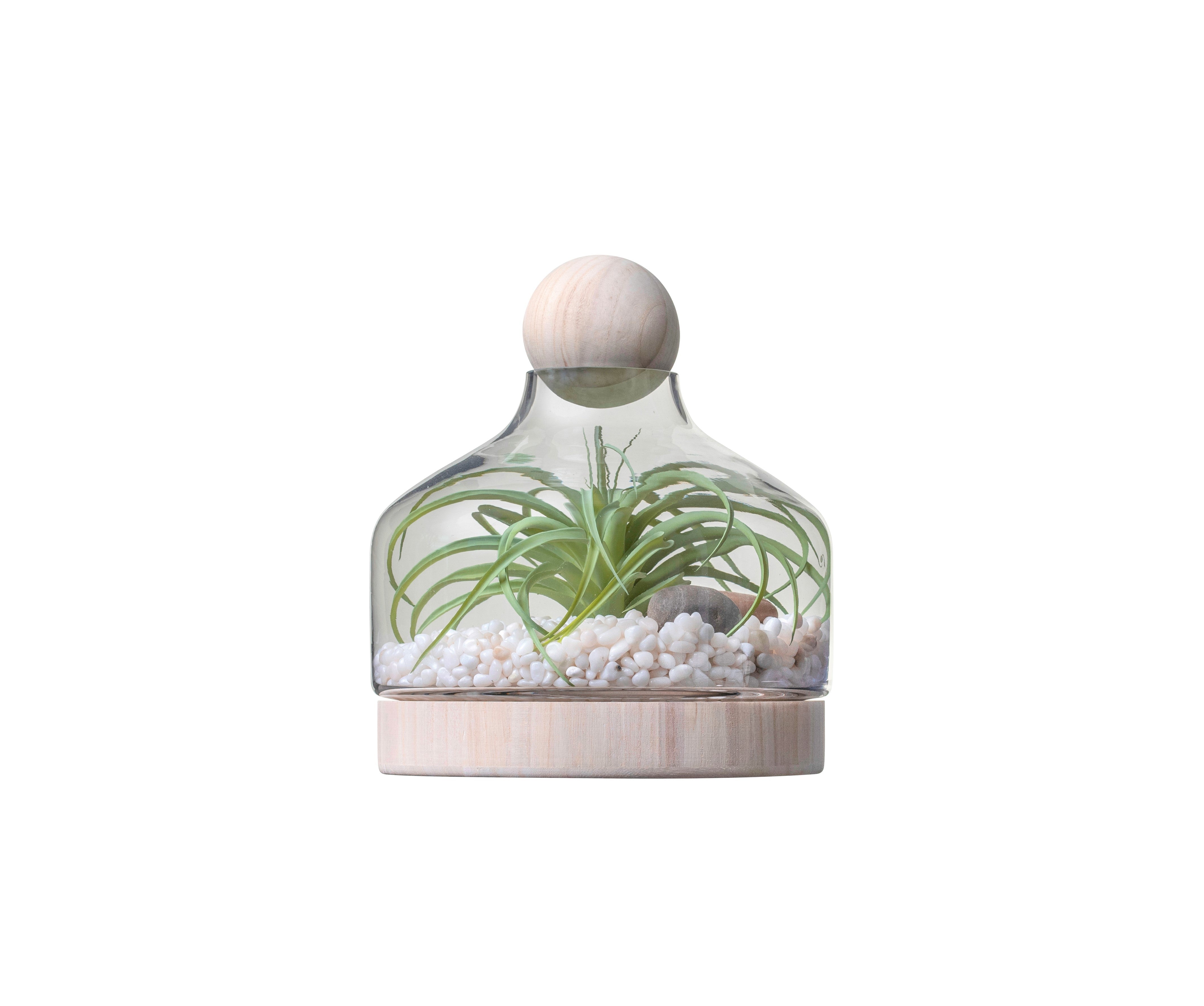 10.5" Chileno Terrarium with Airplant   AR1333