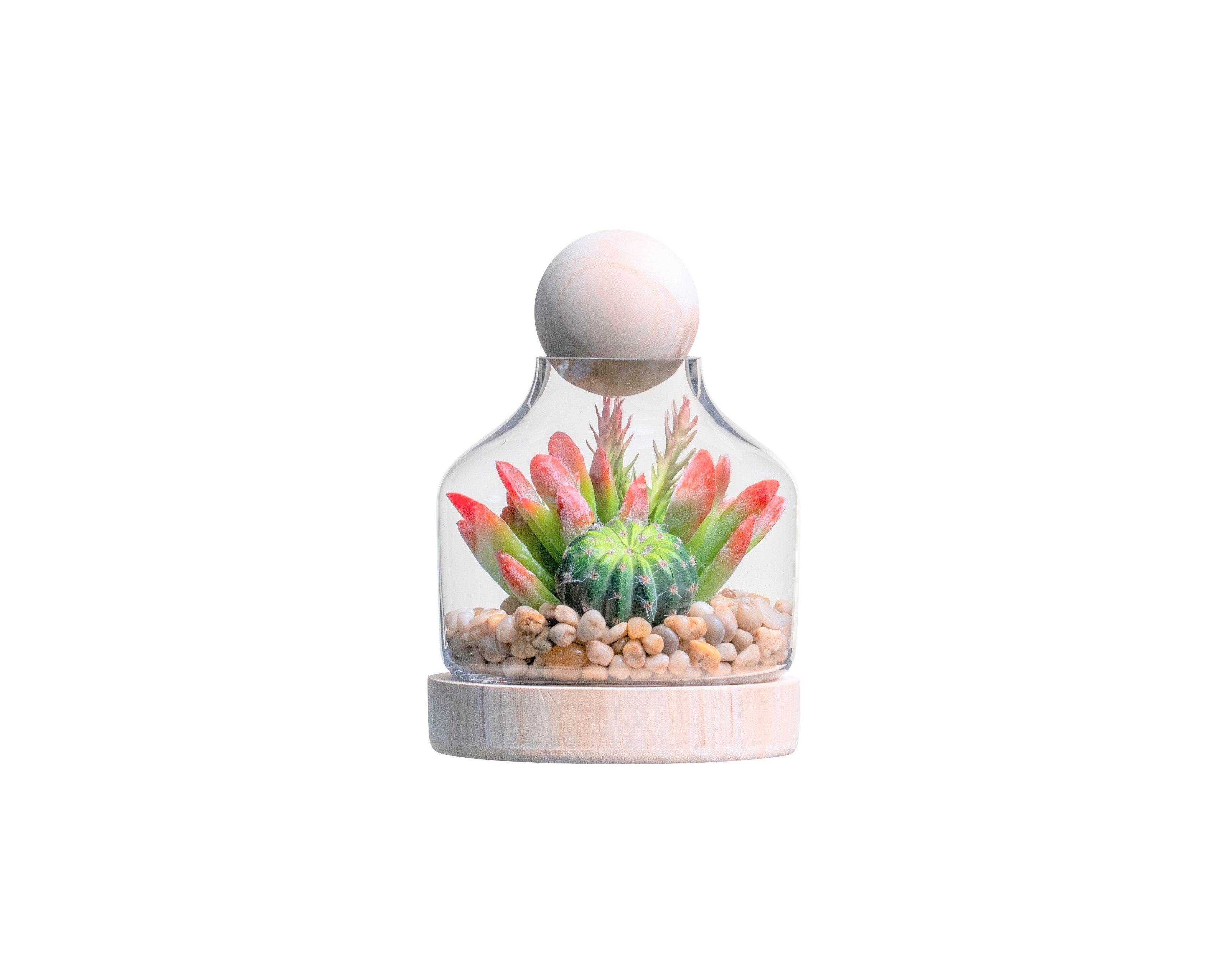 7" Chileno Terrarium with Succulent Arrangement   AR1334