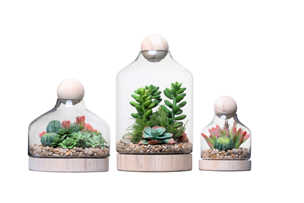 Chileno Terrarium Trio Arrangement   AR1337