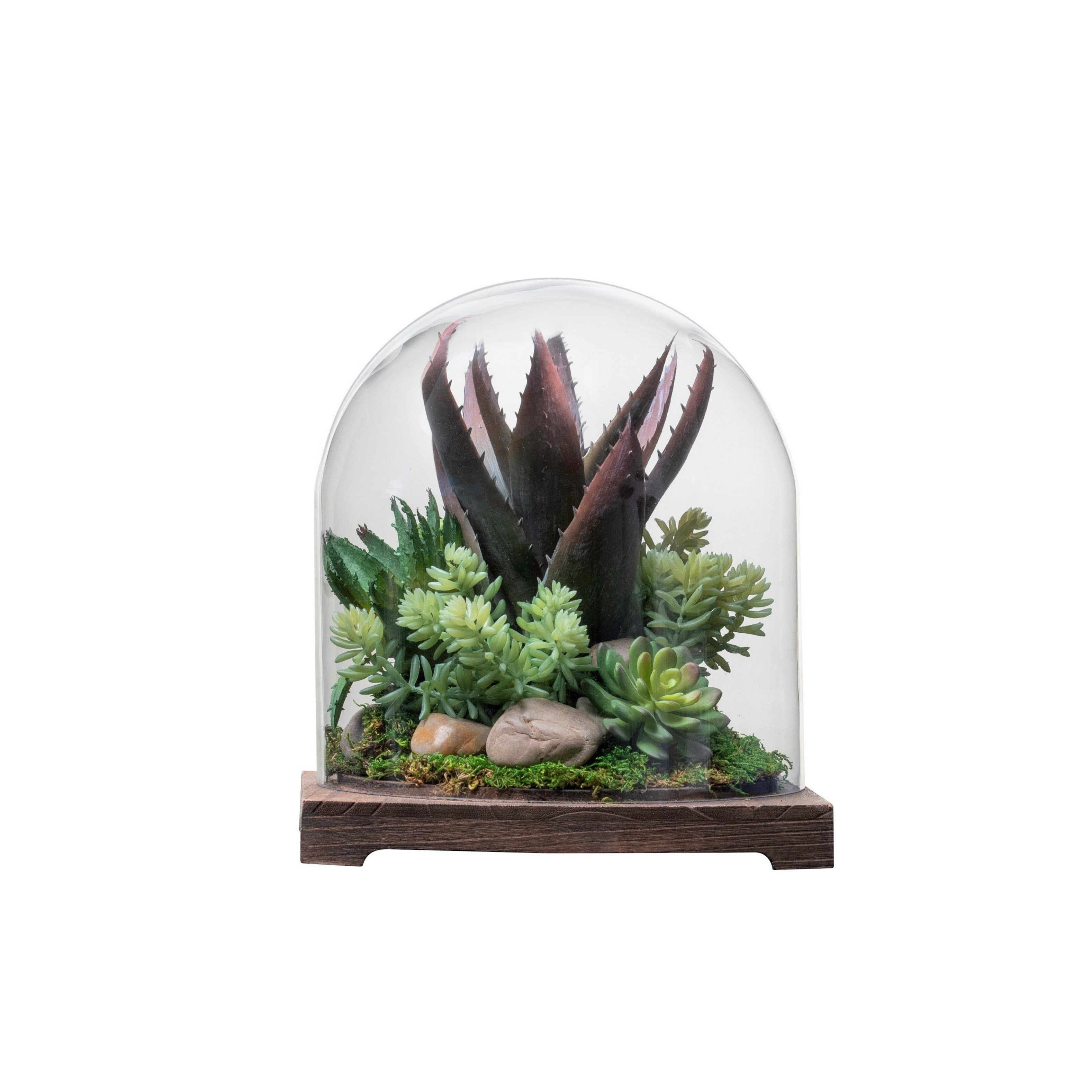 11" Cabo Terrarium with Succulent Arrangement   AR1340