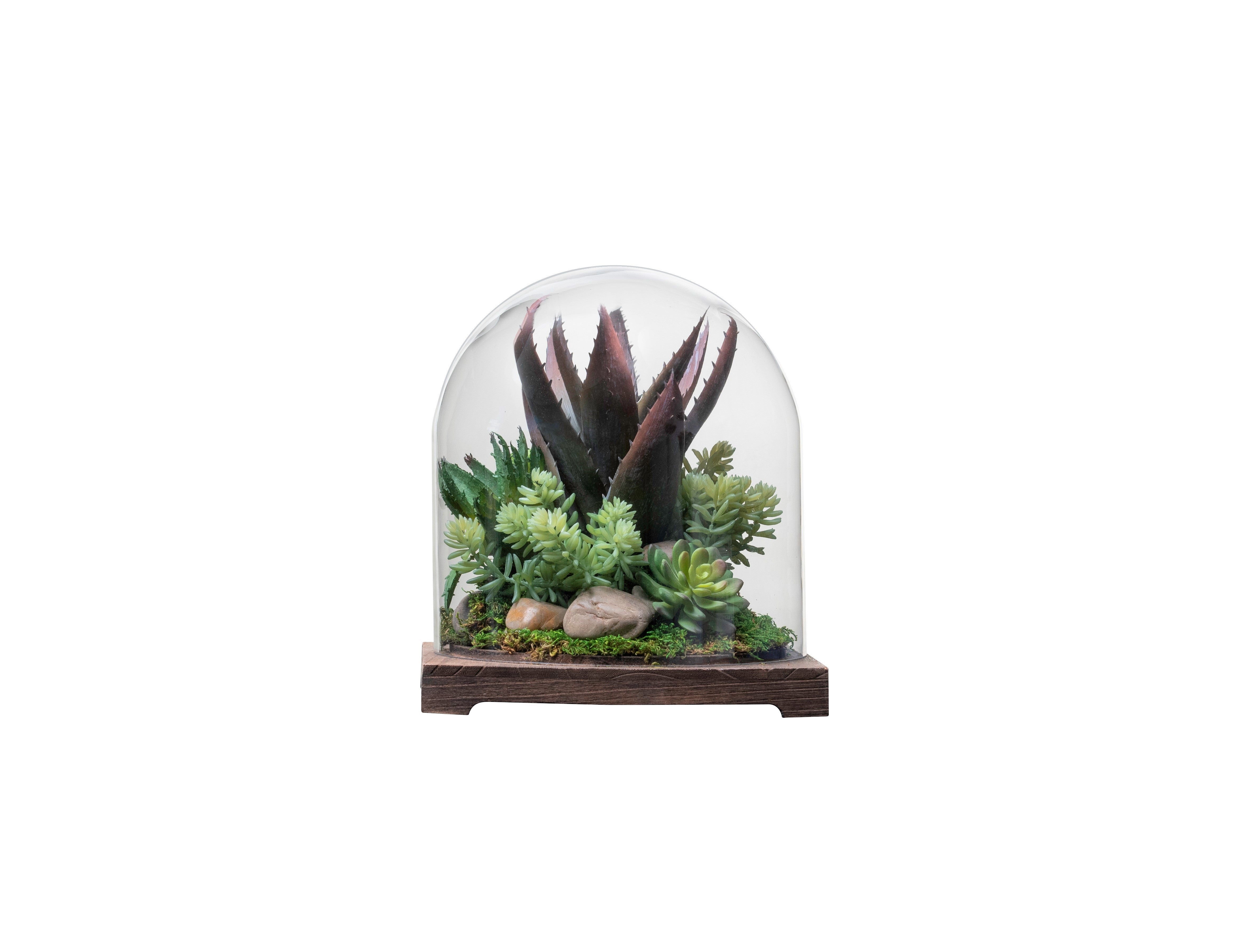 11" Cabo Terrarium with Succulent Arrangement   AR1340