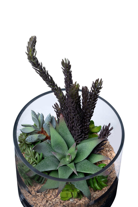 7" Glass Vase with Succulent Arrangement AR1347