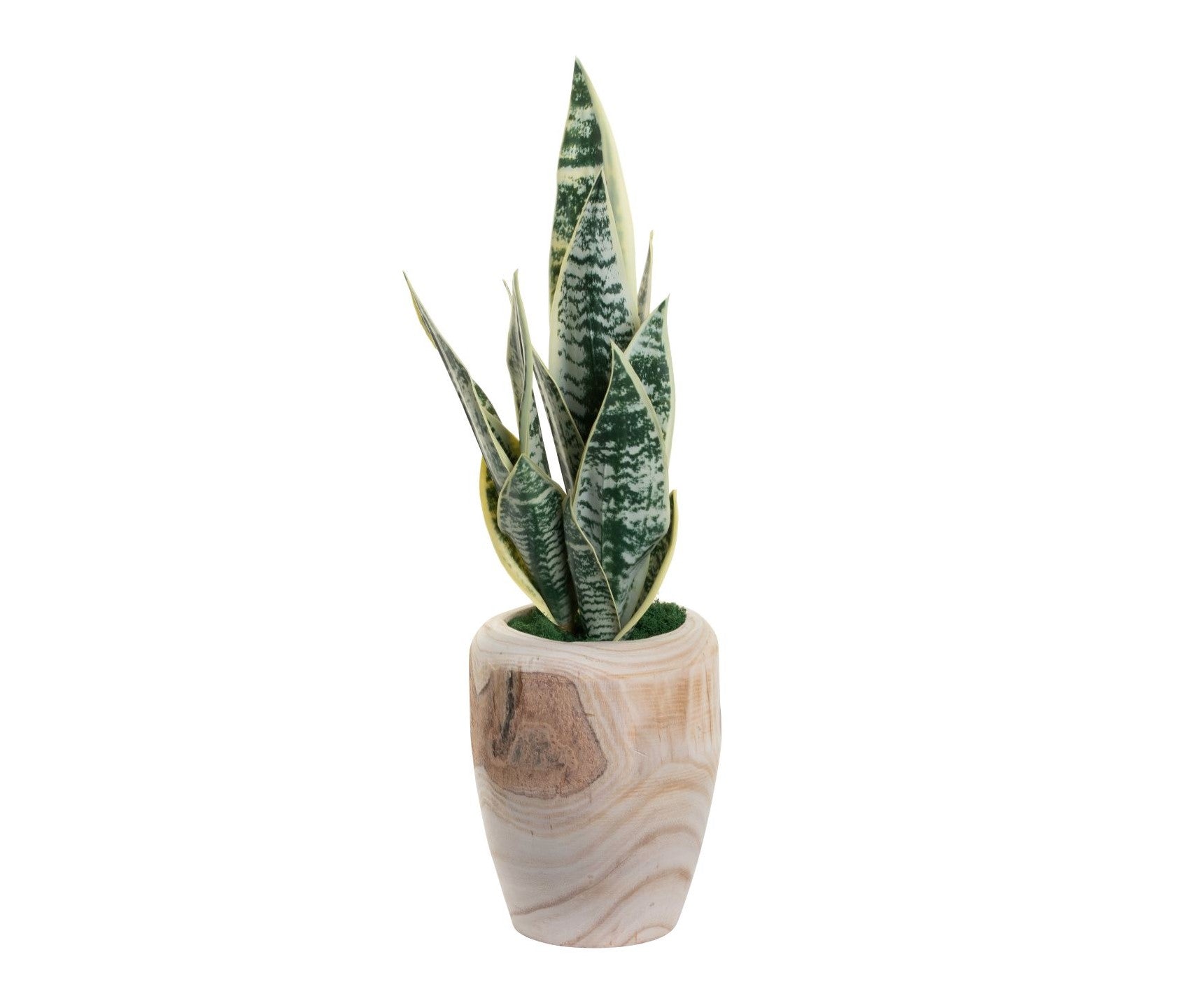 8" Sedona Pot with Snake Plant Arrangement   AR1390