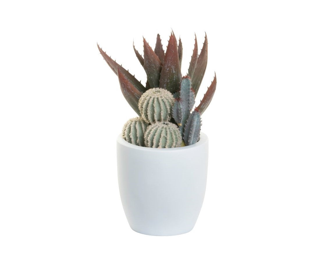 6" White Hayden Planter with Succulent Arrangement   AR1392