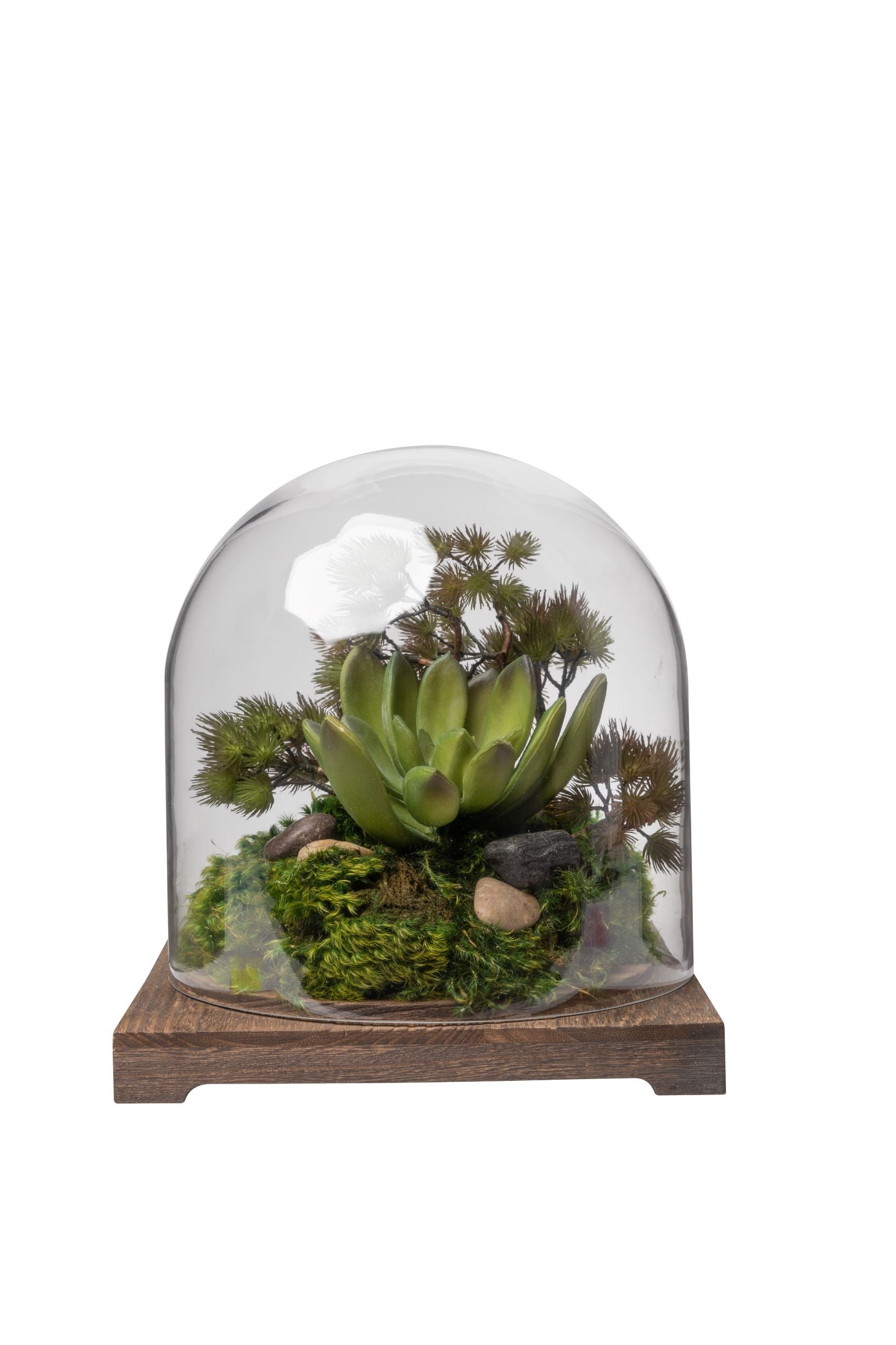 11" Cabo Terrarium with Succulent Arrangement   AR1409