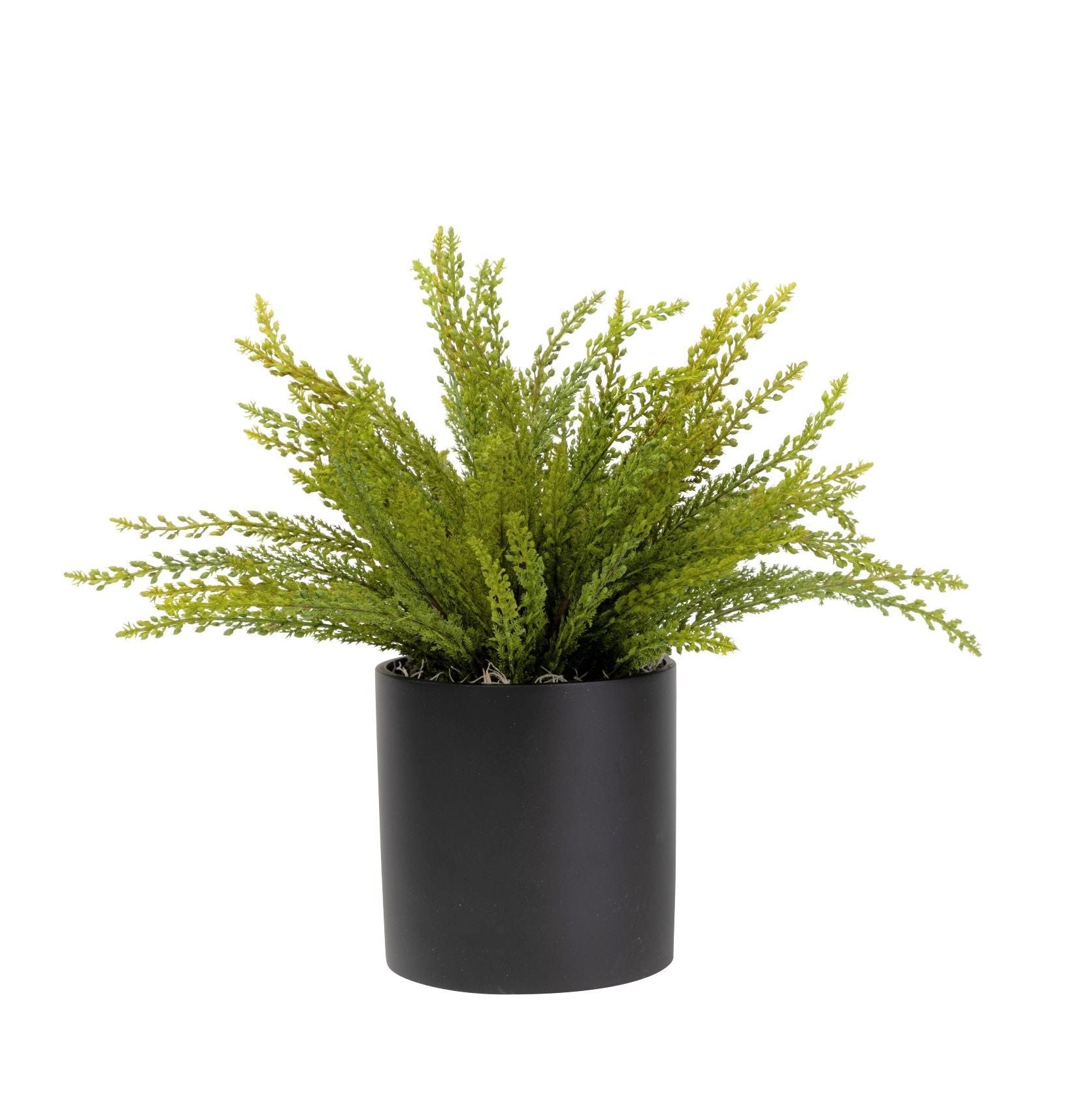 6" Black Harley Pot with Fern Arrangement   AR1429