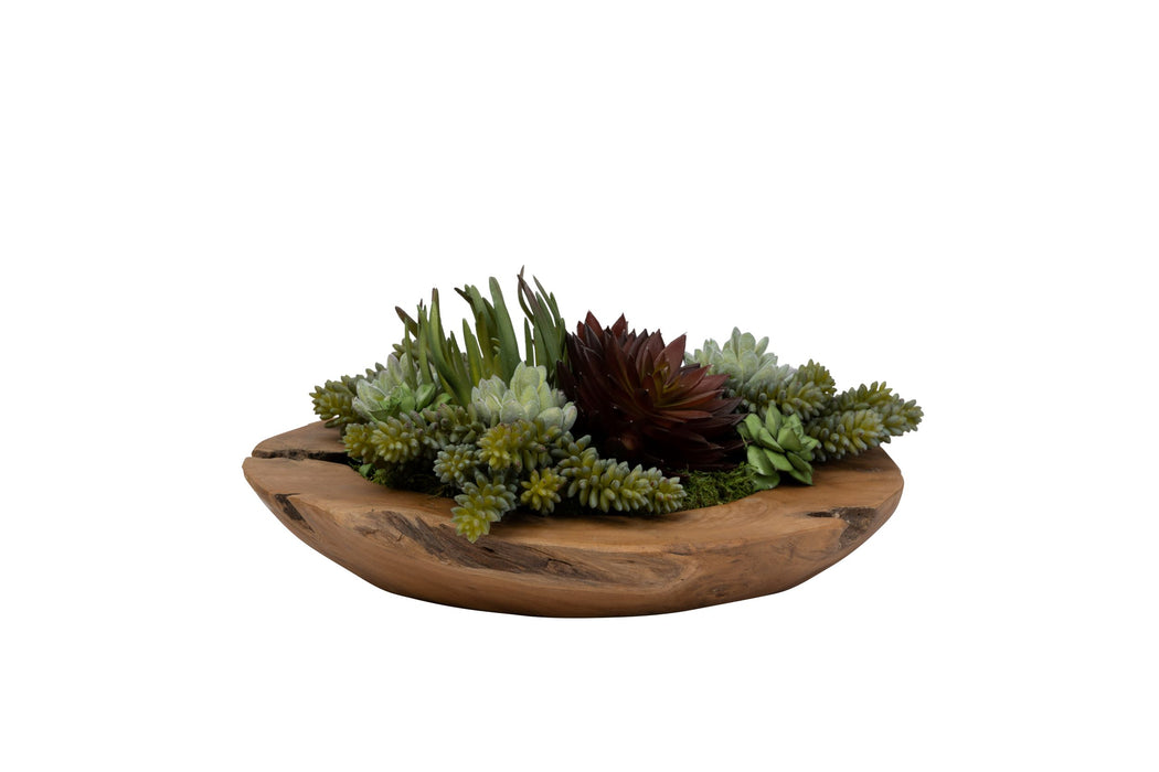 14" Java Teak Wood Bowl with Succulent Arrangement   AR1430