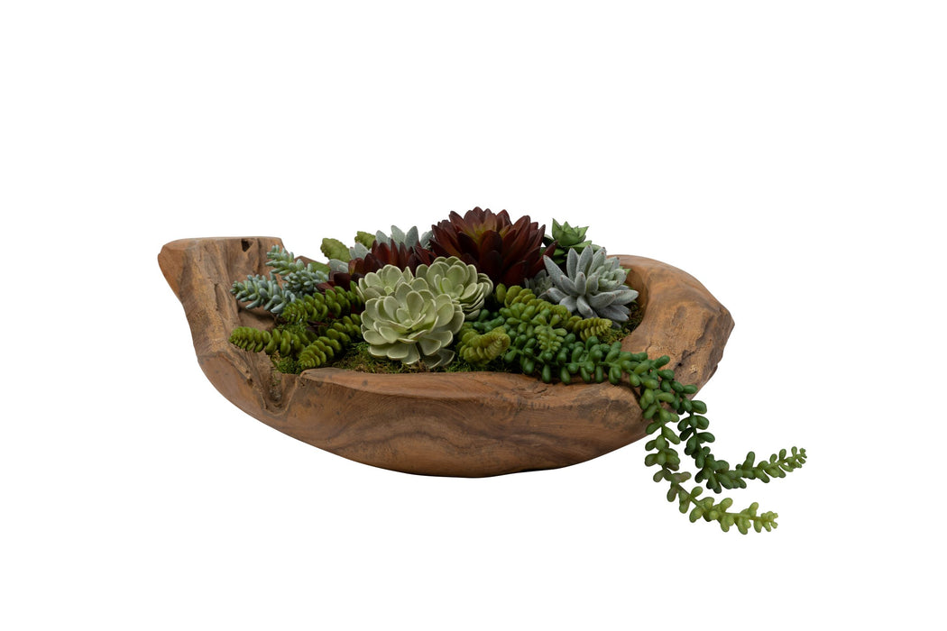 20" Java Teak Wood Bowl with Succulent Arrangement   AR1431