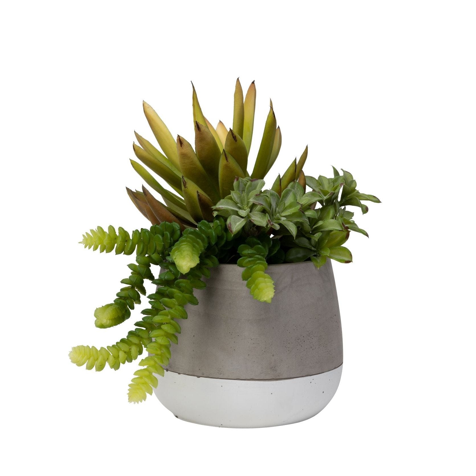 6" Ellie Pot with Succulent Arrangement   AR1440