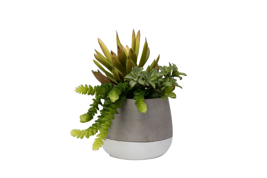 6" Ellie Pot with Succulent Arrangement   AR1440