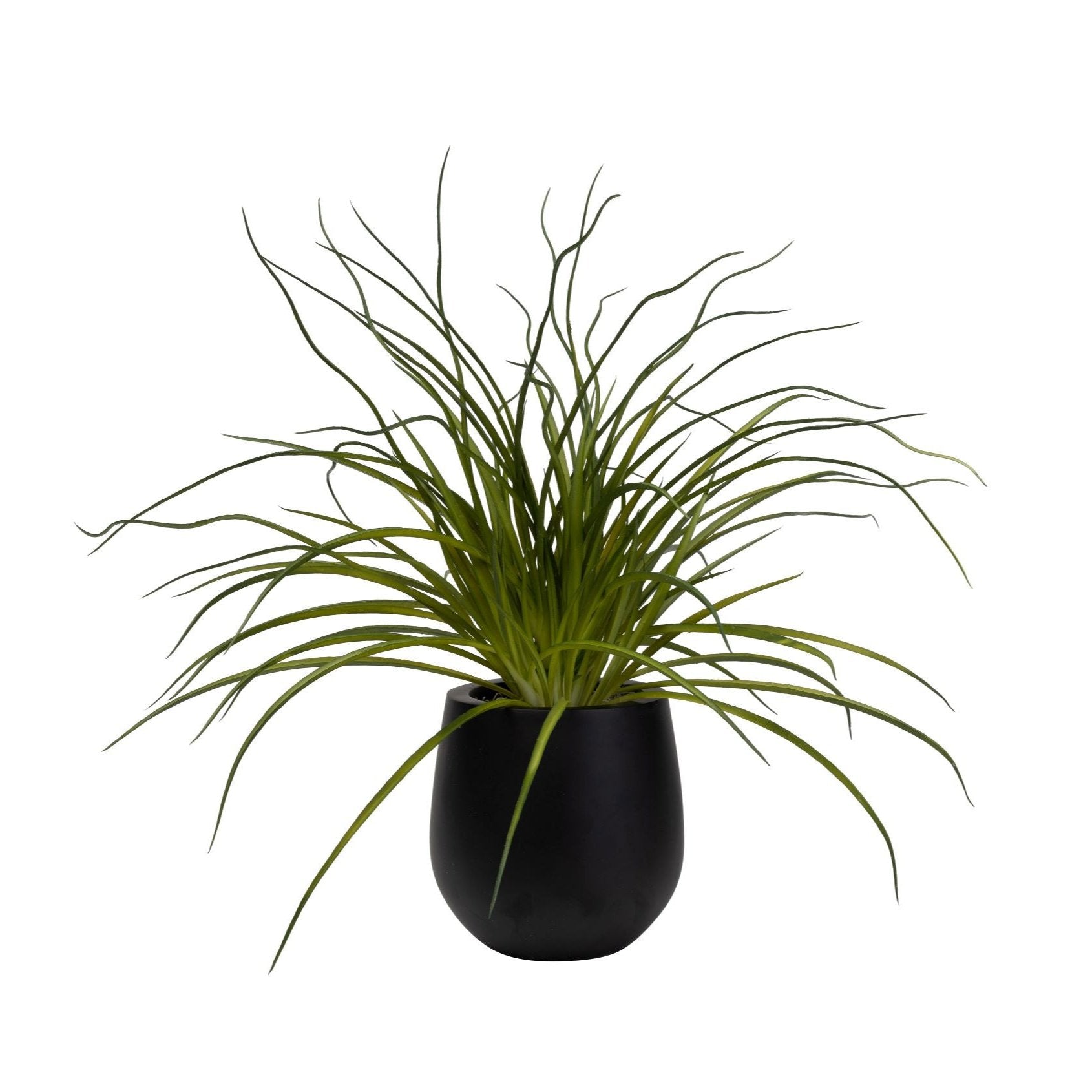 6" Black Abby with Grass Arrangement   AR1447