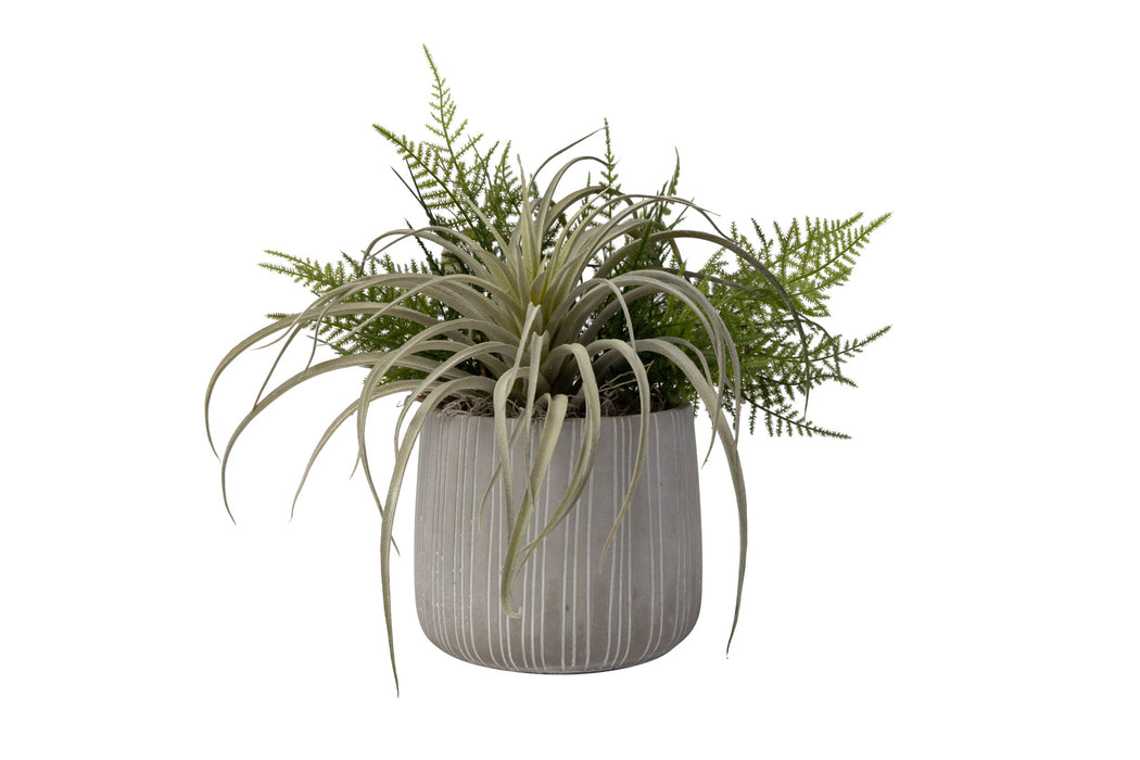 6" Sonora Pot with Airplant Arrangement   AR1449