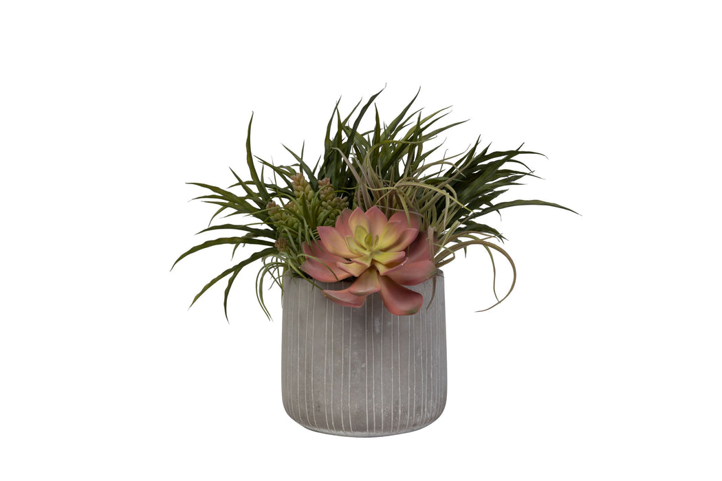 8" Sonora Pot with Succulent Arrangement   AR1450