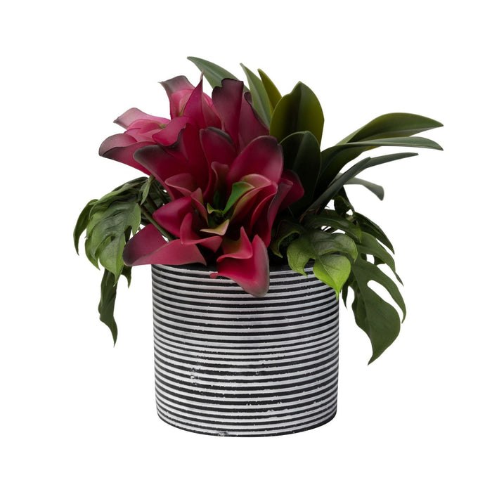 6" Stella Pot with Succulent Arrangement   AR1458