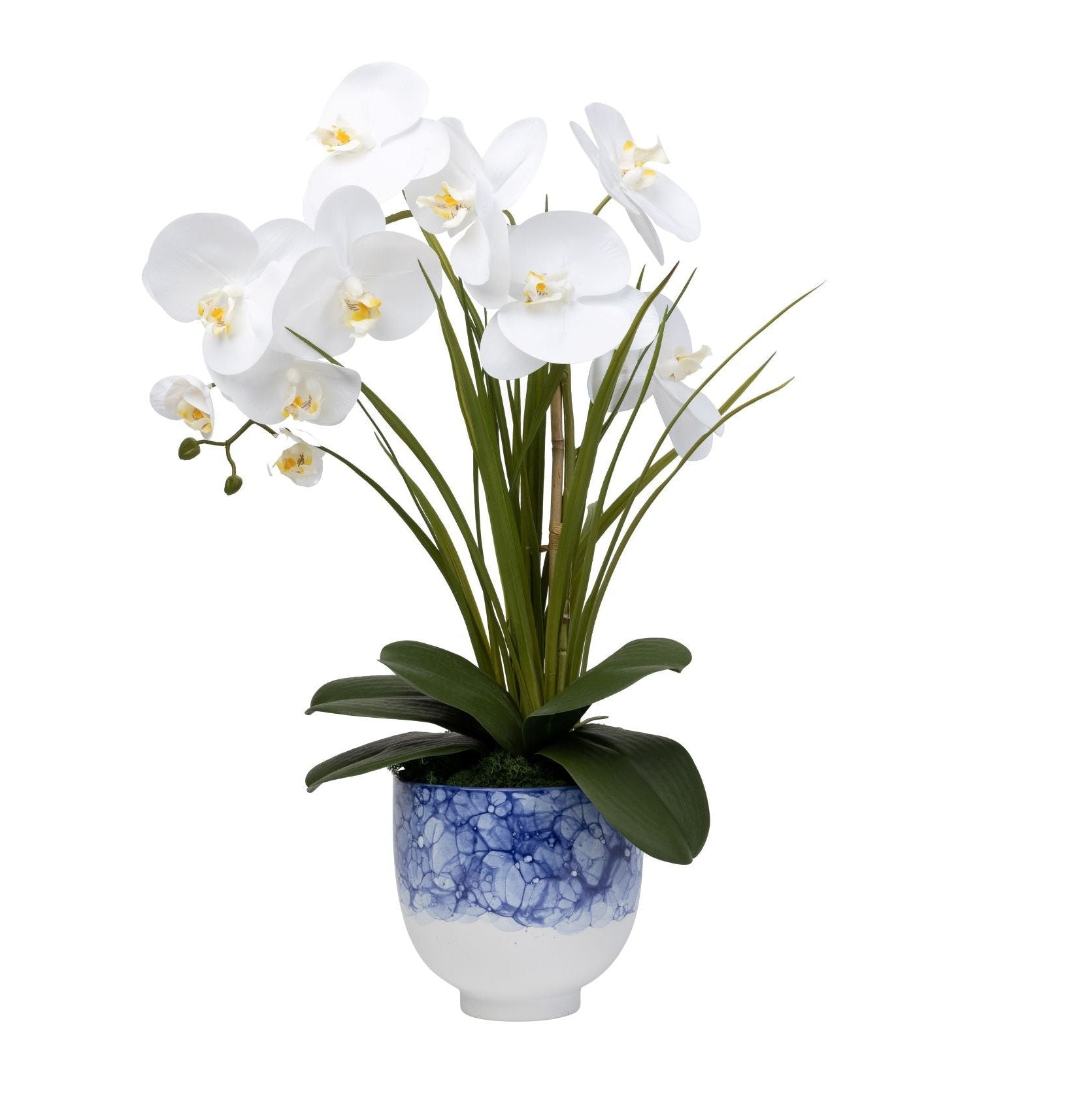 6" Ellory Pot with Orchid Arrangement   AR1459