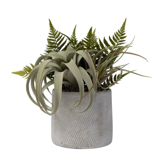 6" Weaver Pot with Airplant Arrangement   AR1461