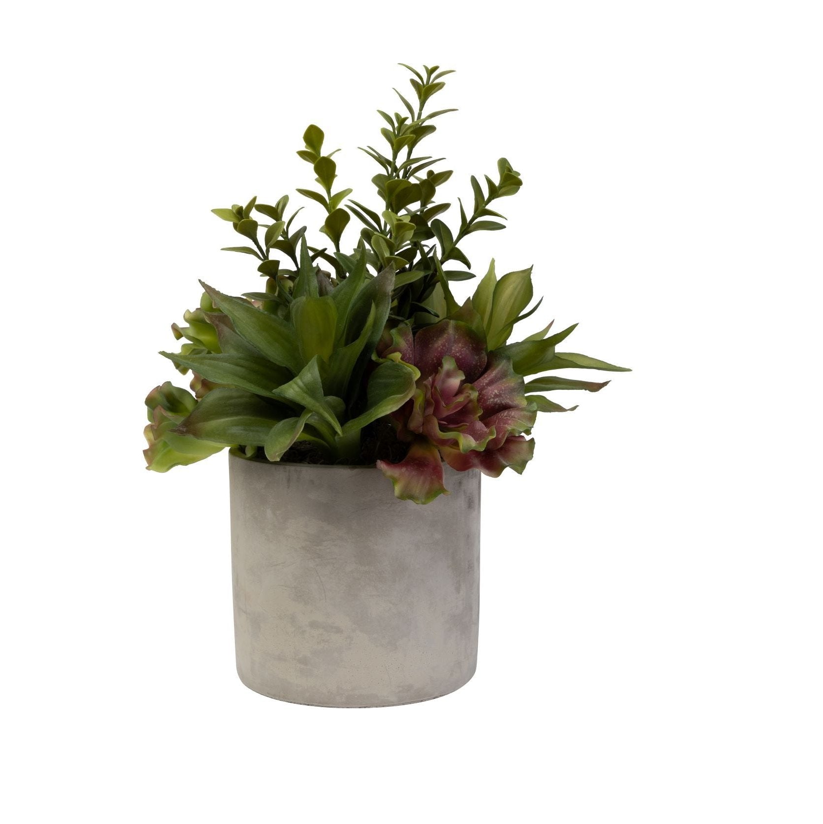 6" Corbin Pot with Succulent Arrangement   AR1469