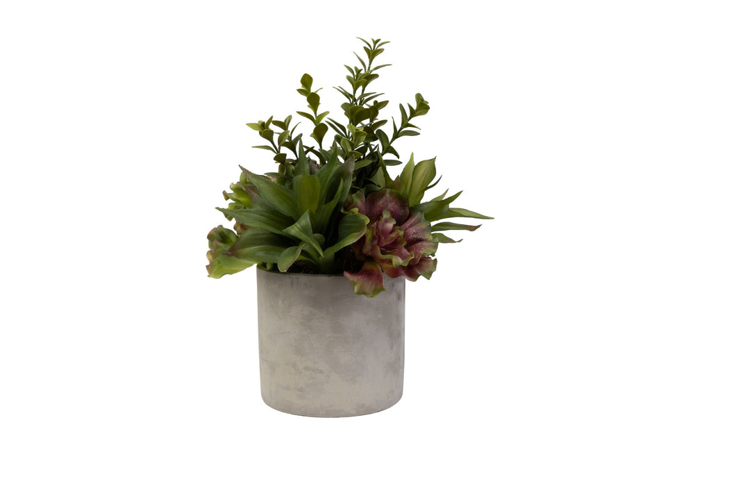 6" Corbin Pot with Succulent Arrangement   AR1469