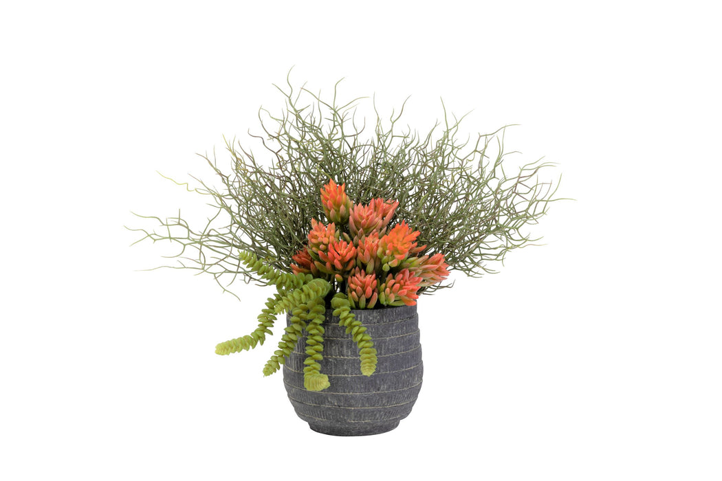 6" Zilla Pot With Succulent Arrangement   AR1476