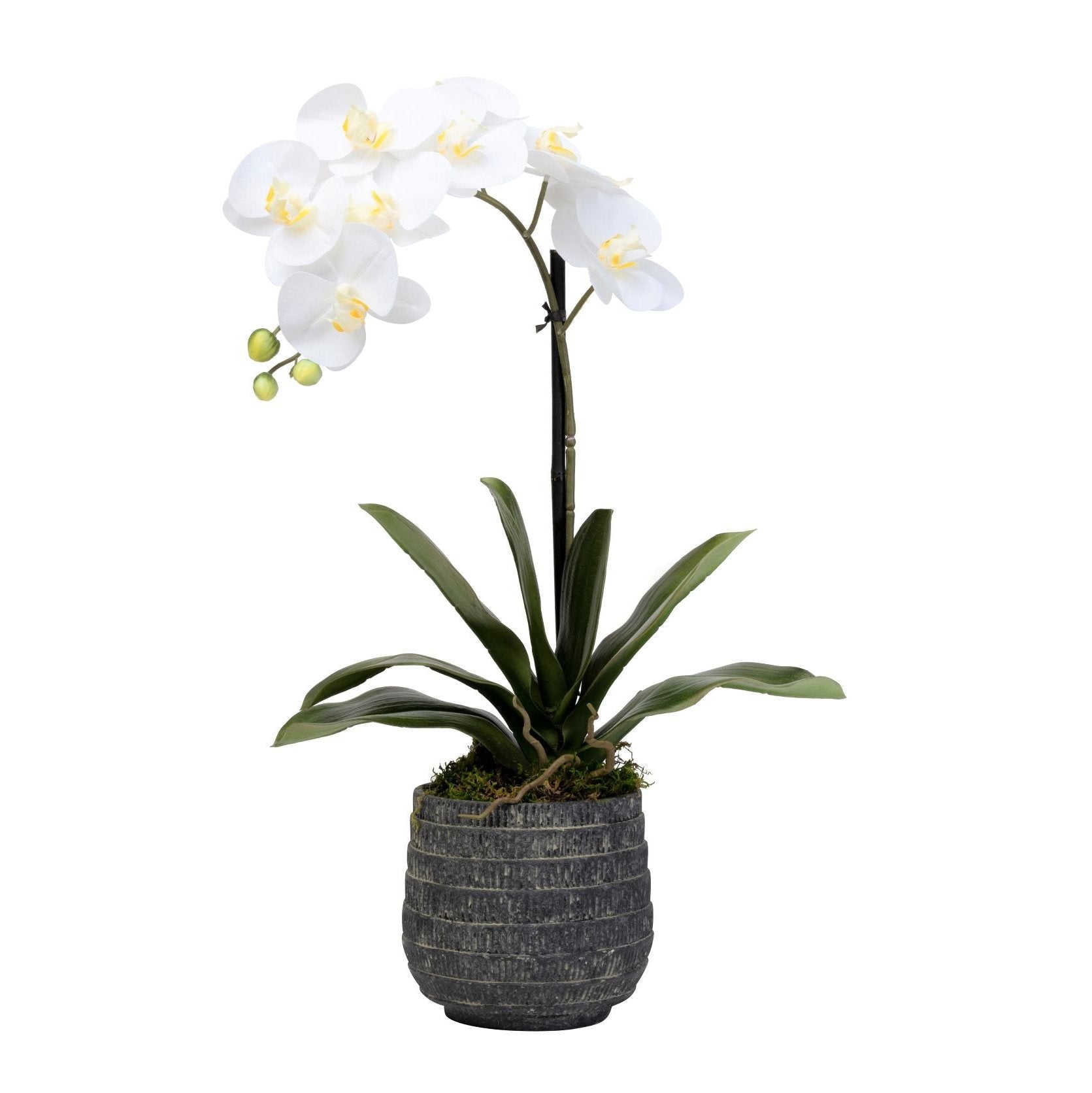 6" Zilla Pot with Orchid Arrangement   AR1478