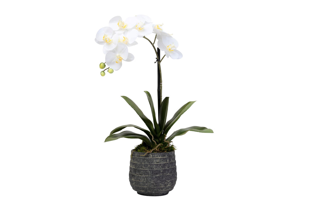 6" Zilla Pot with Orchid Arrangement   AR1478