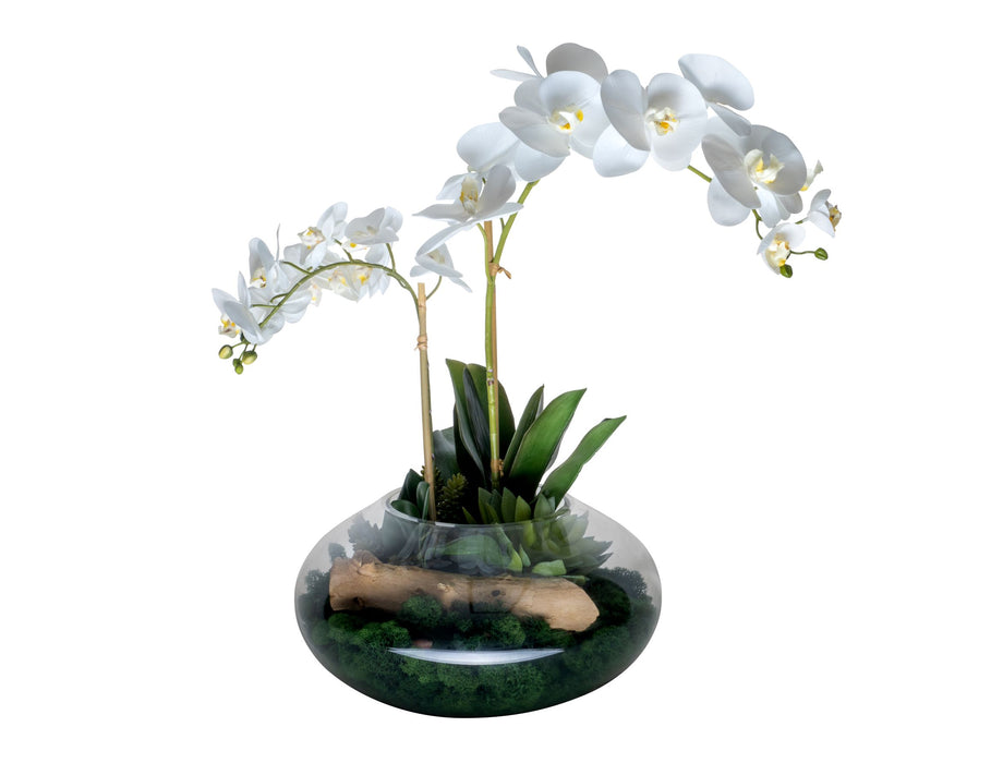 16" Selena Terrarium with Orchid Arrangement   AR1505
