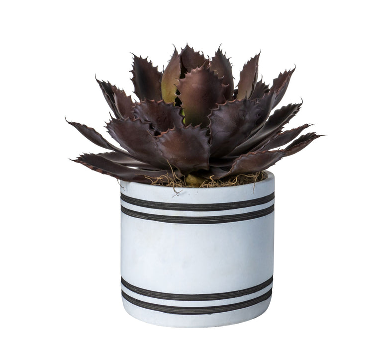 8" Mocha Pot with Succulent Arrangement   AR1511