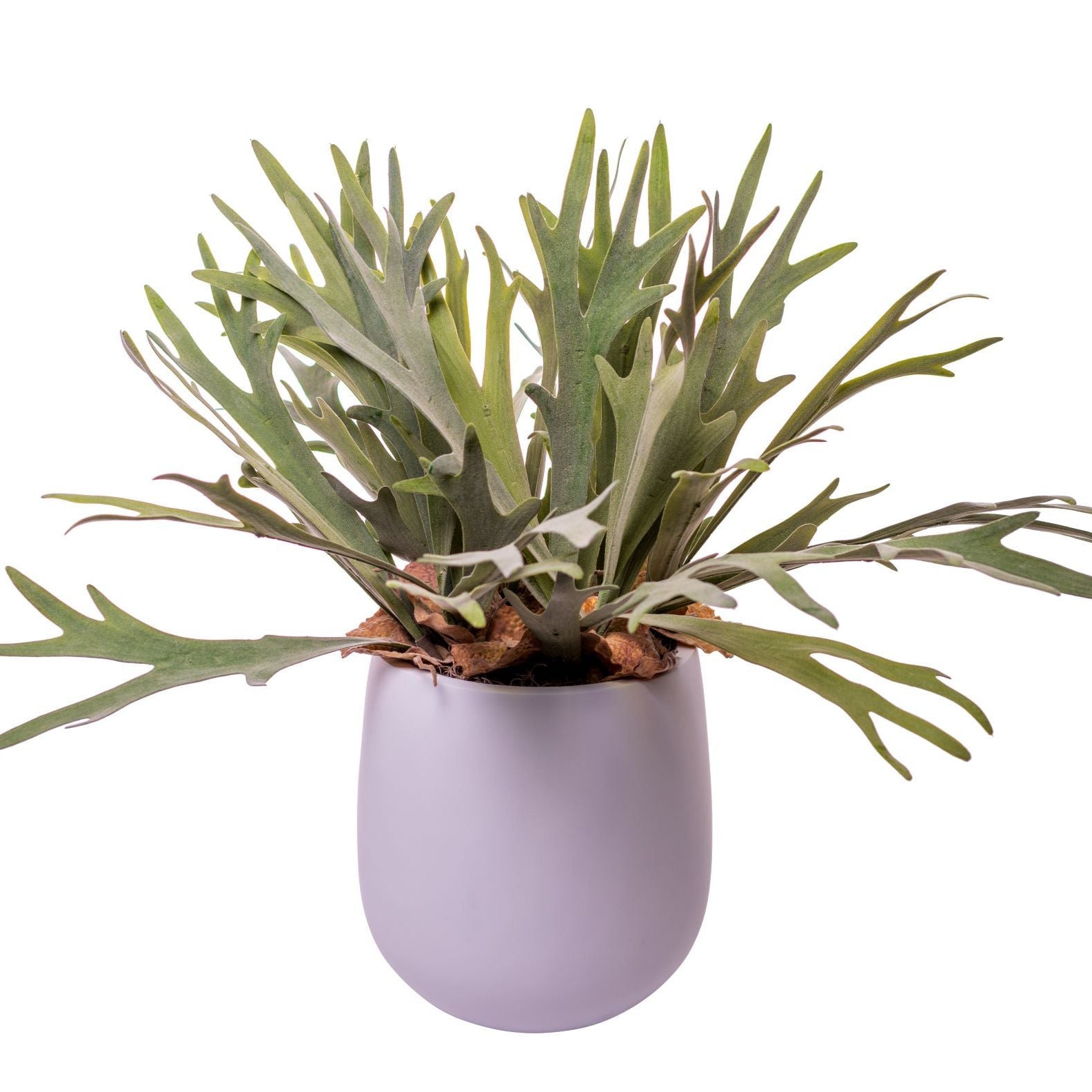 11" Abby Pot with Staghorn Fern Arrangement   AR1517