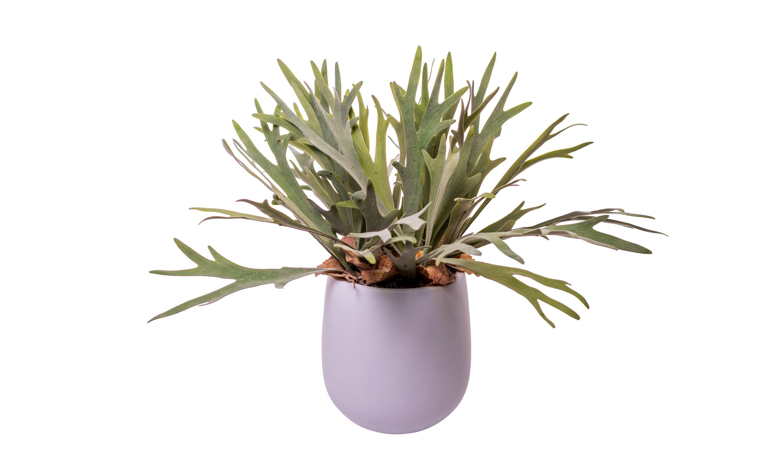 11" Abby Pot with Staghorn Fern Arrangement   AR1517