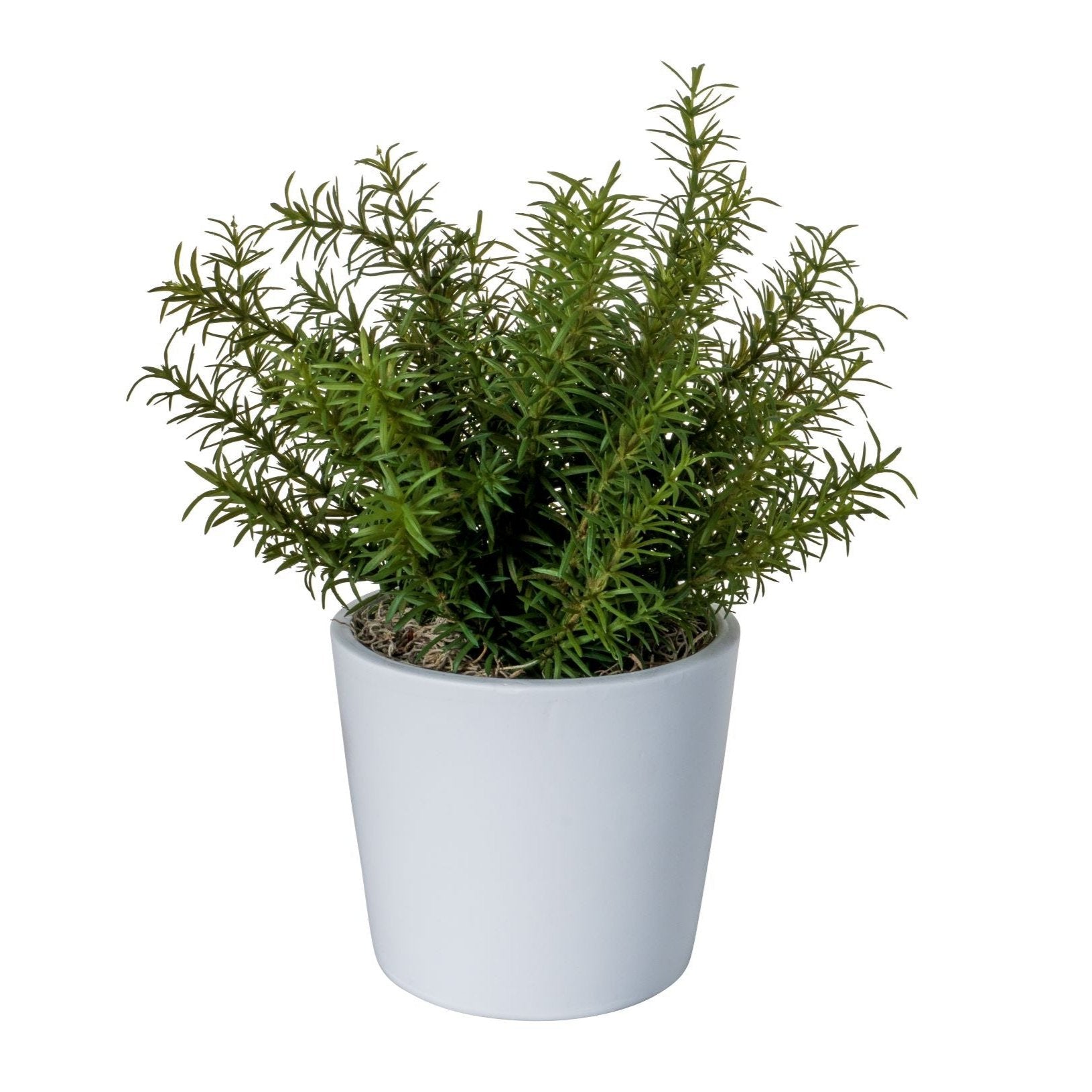 6" Ardie Pot with Rosemary Arrangement   AR1531