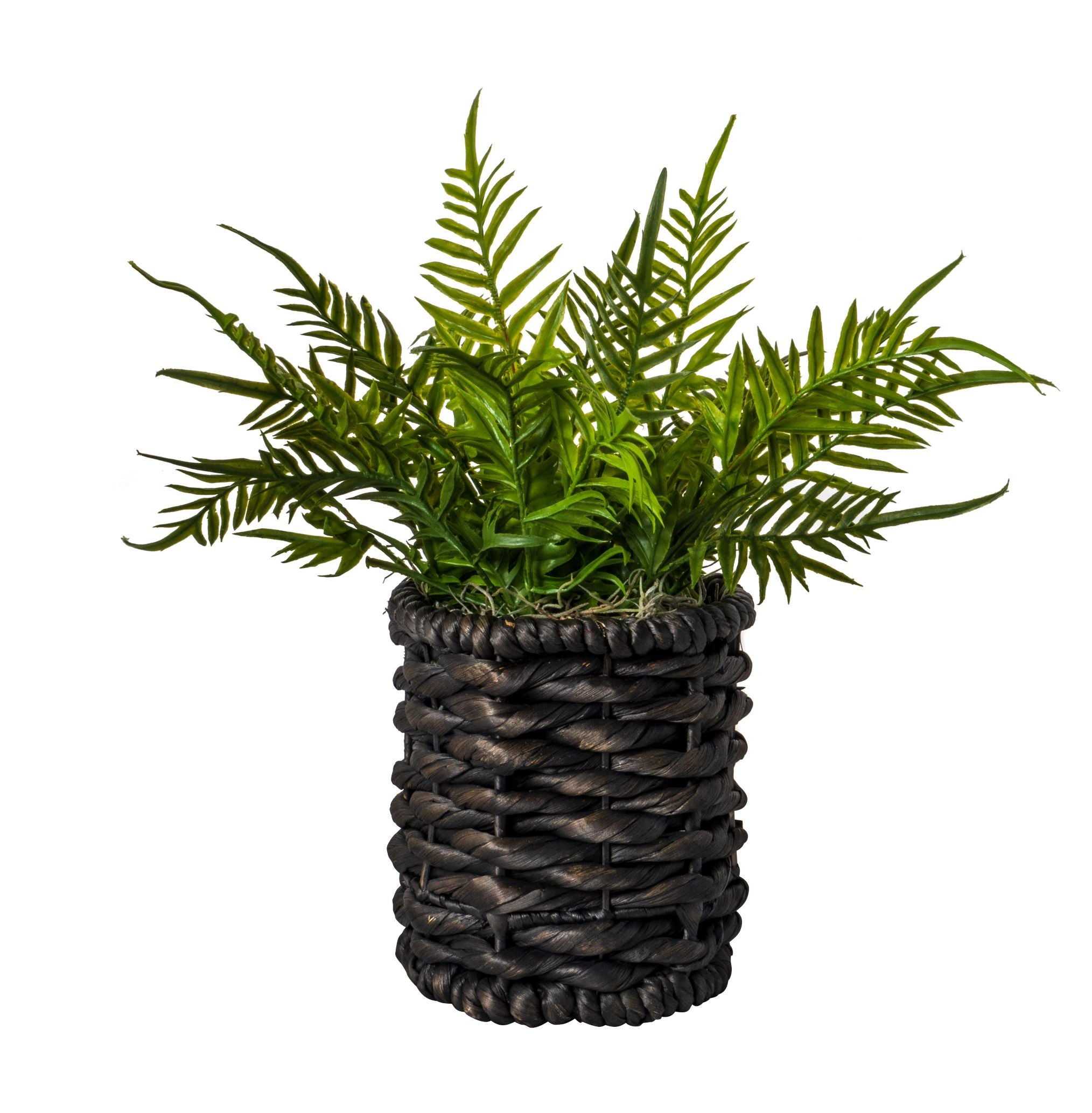 6" Black Twist Weave Basket with Ferns Arrangement   AR1536