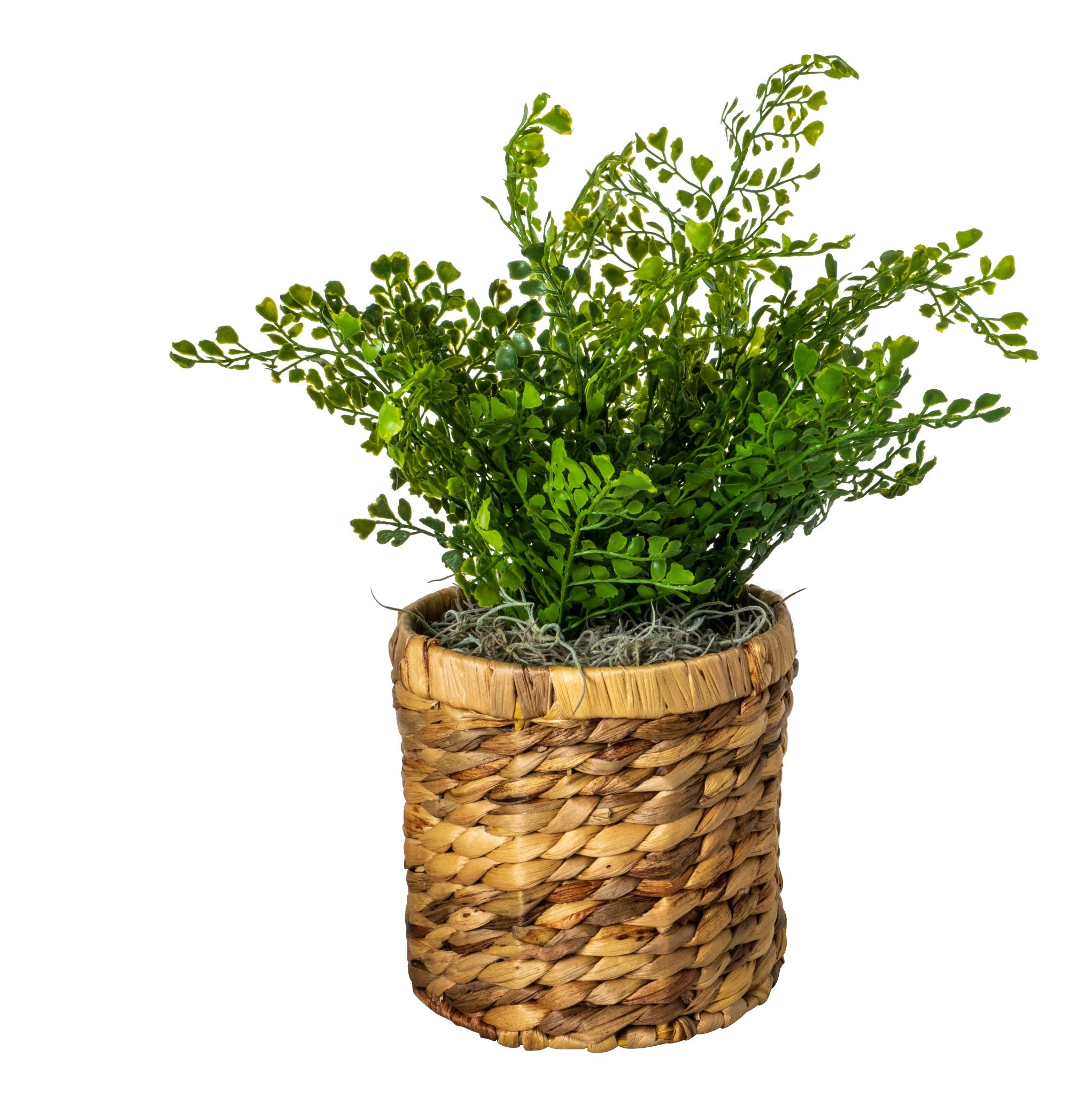 6" Kenzie Basket with Ferns Arrangement   AR1539