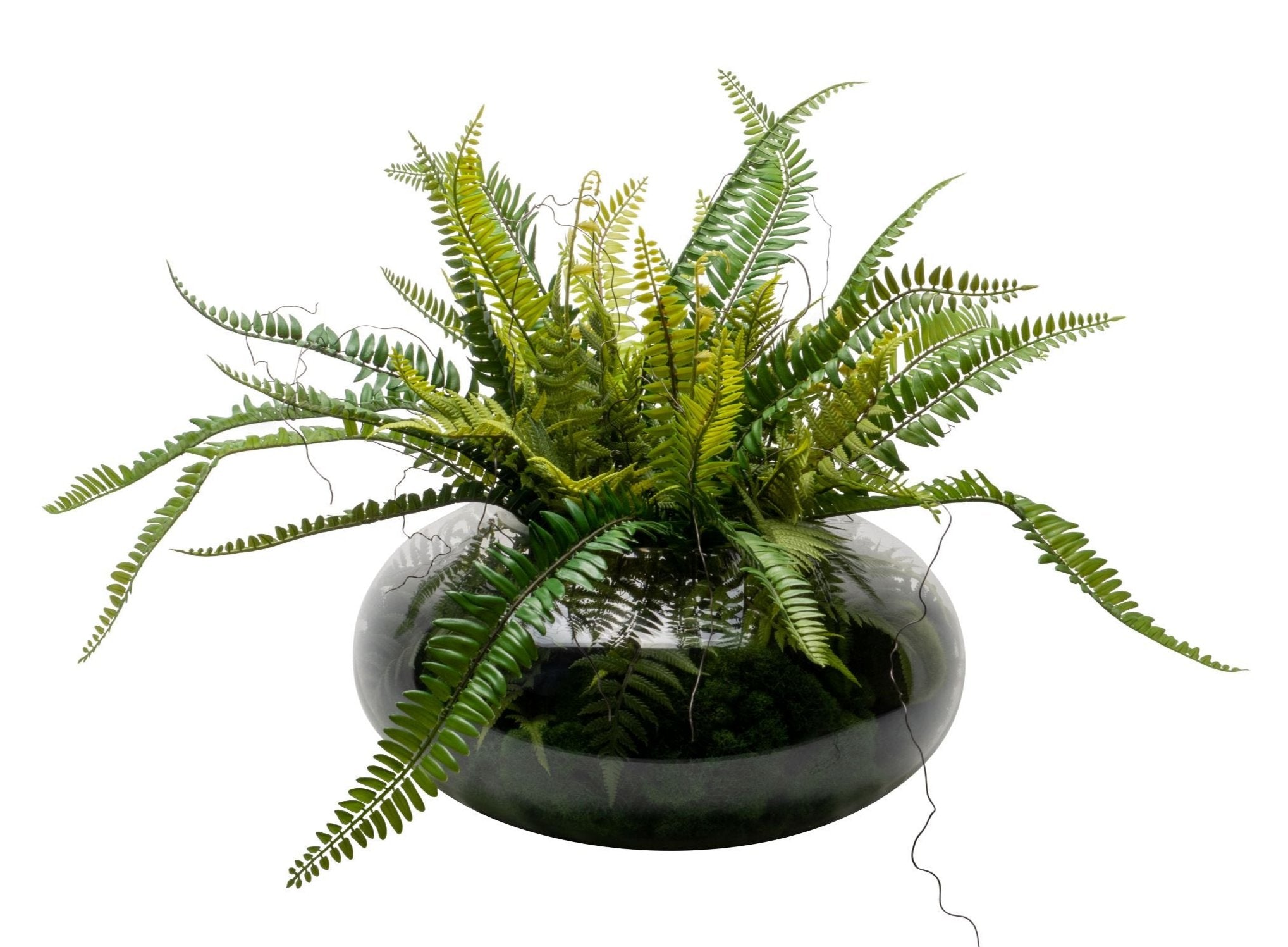 16" Selena Terrarium with Fern Arrangement   AR1544