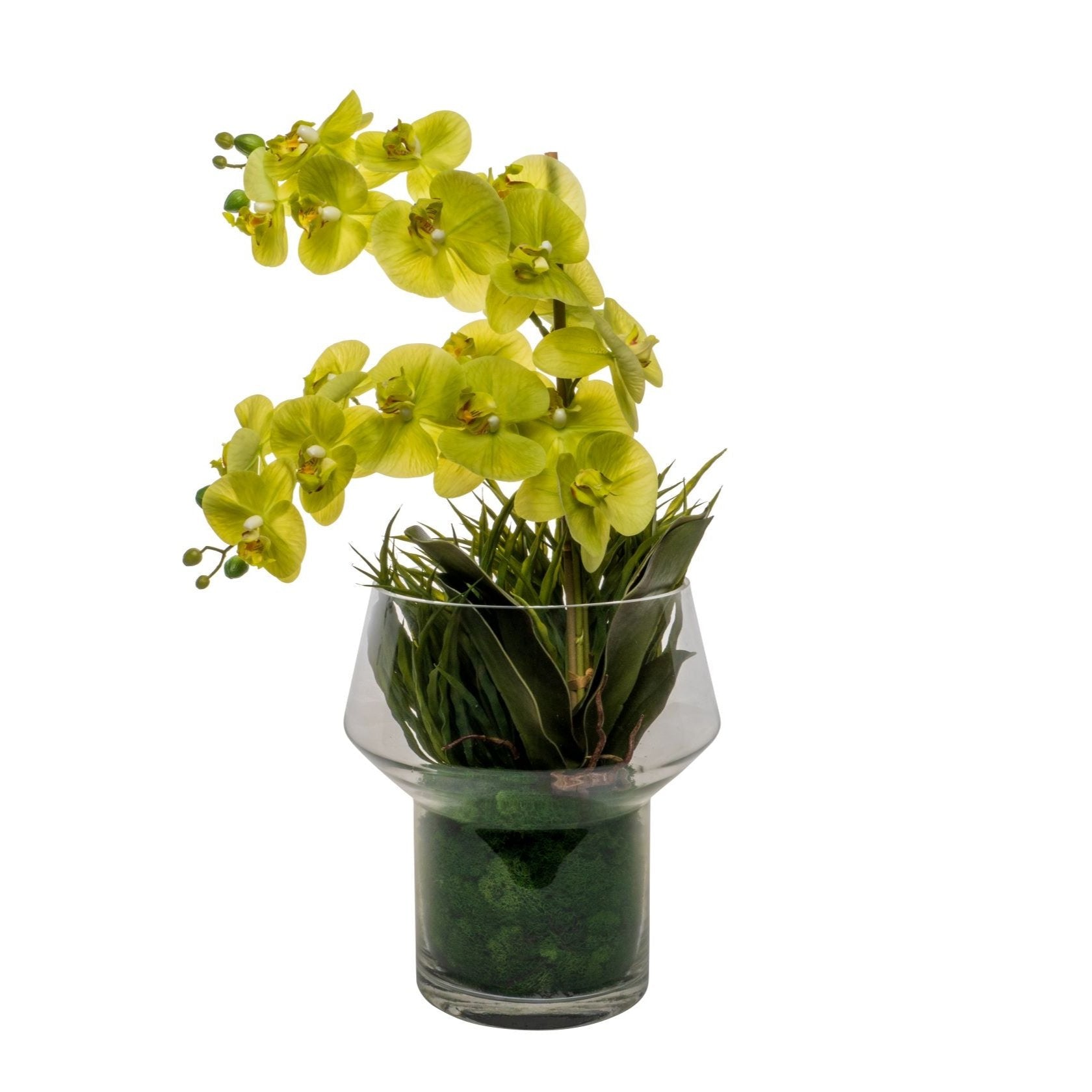 11" Lily Vase with Green Orchid Arrangement   AR1545