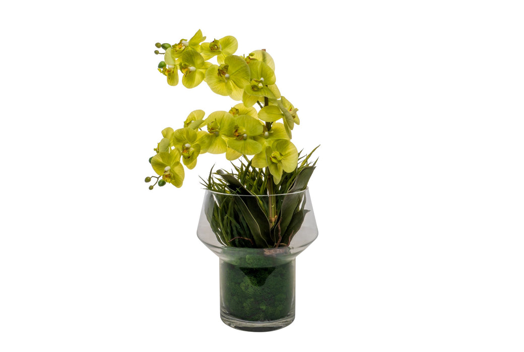 11" Lily Vase with Green Orchid Arrangement   AR1545