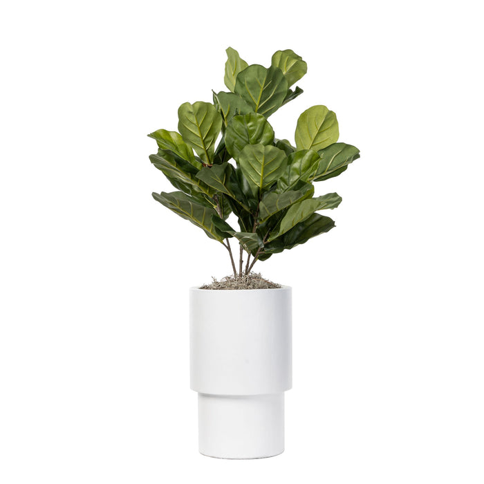 Small Fiddle Leaf Fig (PP1030) in a Small White Lucca   AR1557