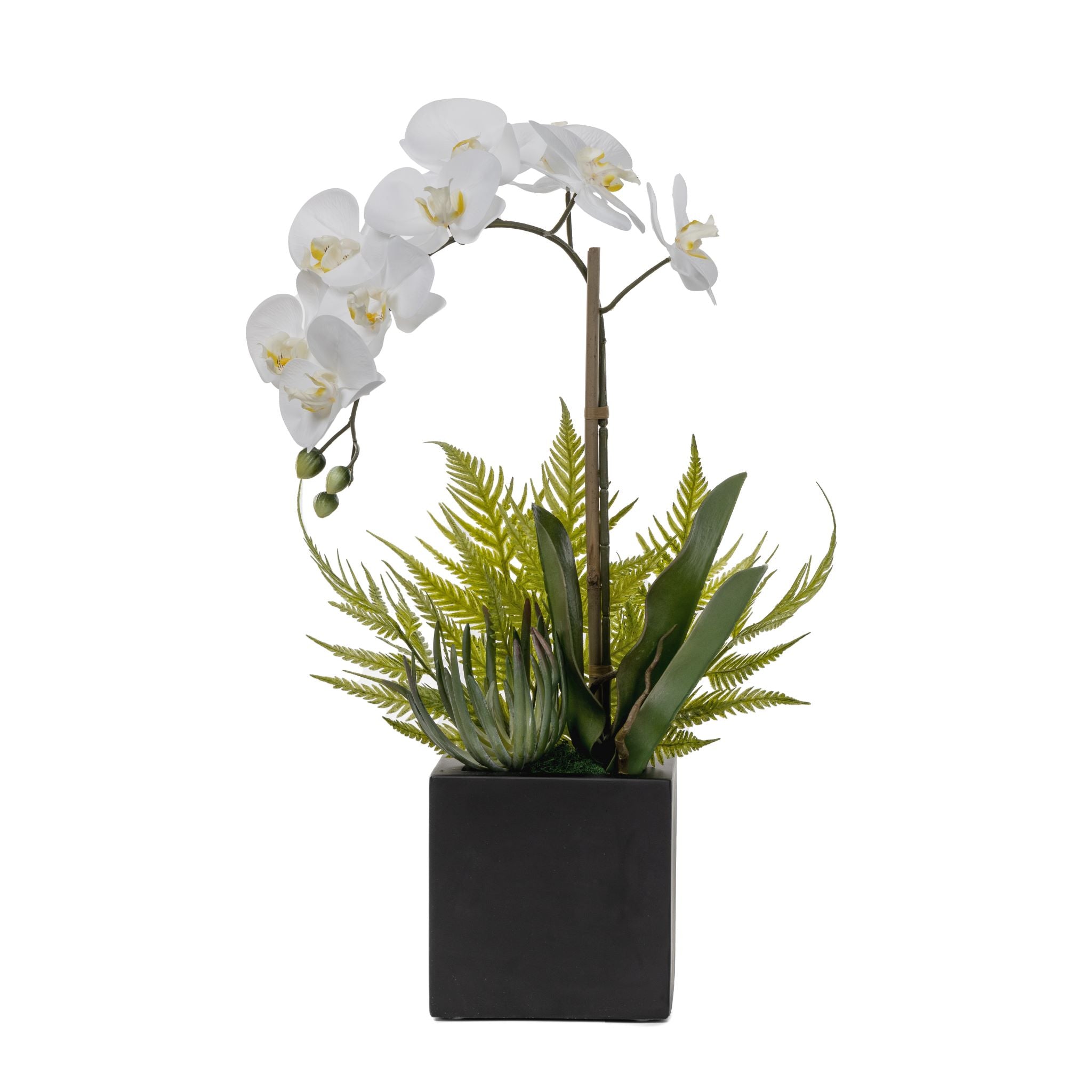 6" Black Harley with Orchid and Fern Arrangement   AR1564