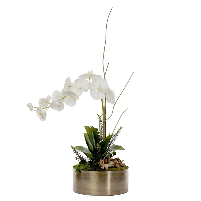 12" Taryn Brass Planter with Orchid and Driftwood Arrangement   AR1565